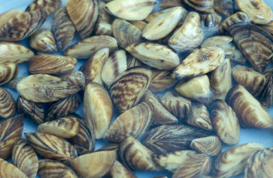 zebra mussels