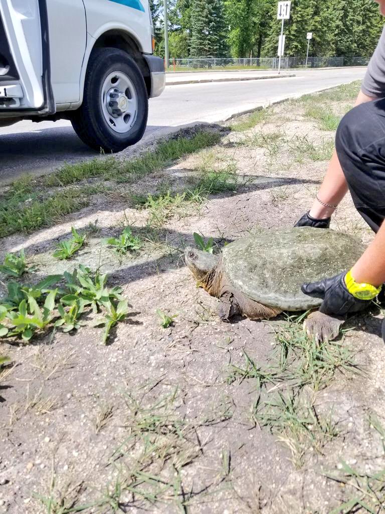 Large Snapping Turtle captured by Winnipeg Humane Society Aug. 5, 2018 (WPS)
