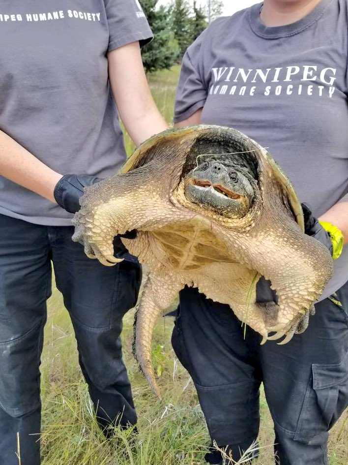Humane Society staff show off snapping turtle Aug. 5, 2018. (WPS)